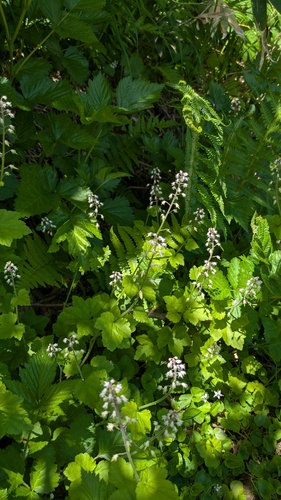 Tiarella polyphylla, photograph 2