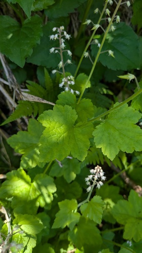 Tiarella polyphylla, photograph 4