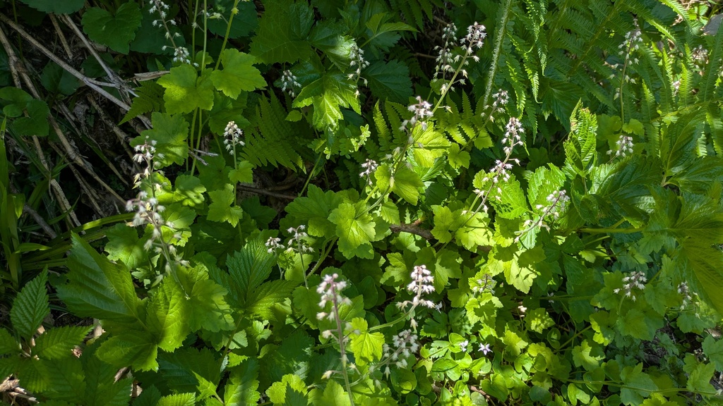 Tiarella polyphylla; photograph (c) Timur Kalininsky, some rights reserved (CC BY)