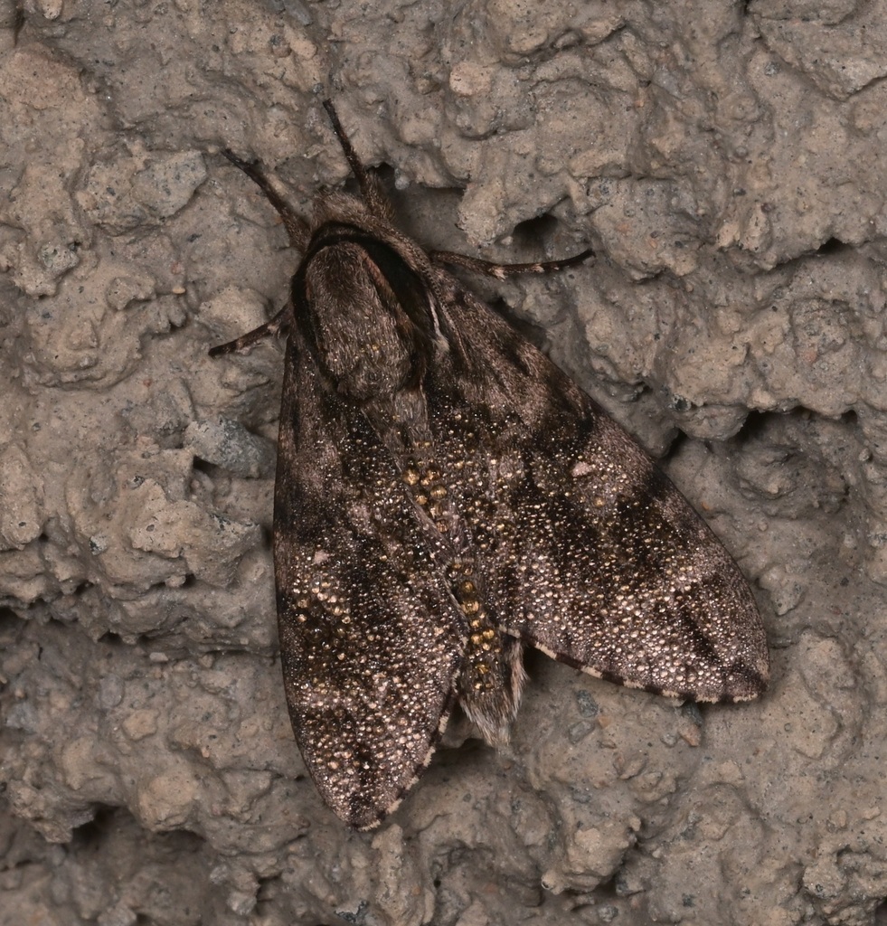 Kentrochrysalis havelki