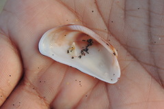 Barbatia obliquata