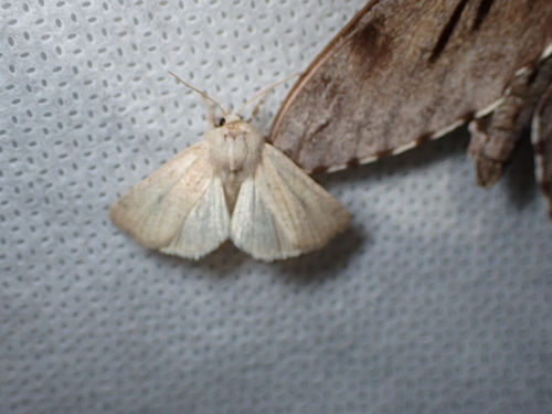 Mere Wainscot, Schiermonnikoog, Niederlande, photo 8 of 10