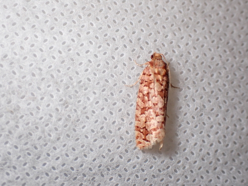 Orange Pine Tortrix, Schiermonnikoog, Niederlande, photo 7 of 10