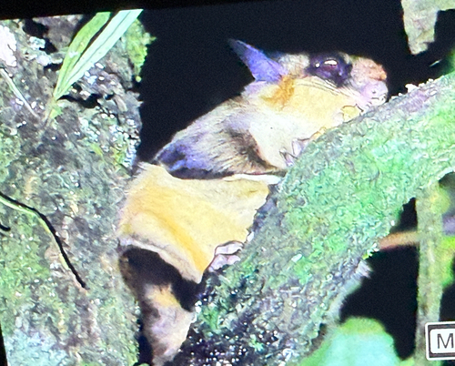 Red-cheeked Flying Squirrel (Hylopetes spadiceus)
