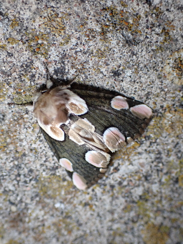 Peach Blossom Moth, Schiermonnikoog, Niederlande, photo 10 of 10