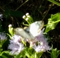 Heliopetes laviana