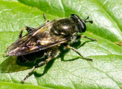 Eastern Catkin Fly photo 2