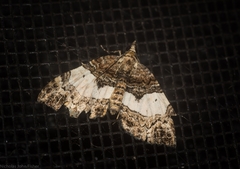 Chrysolarentia phaedra