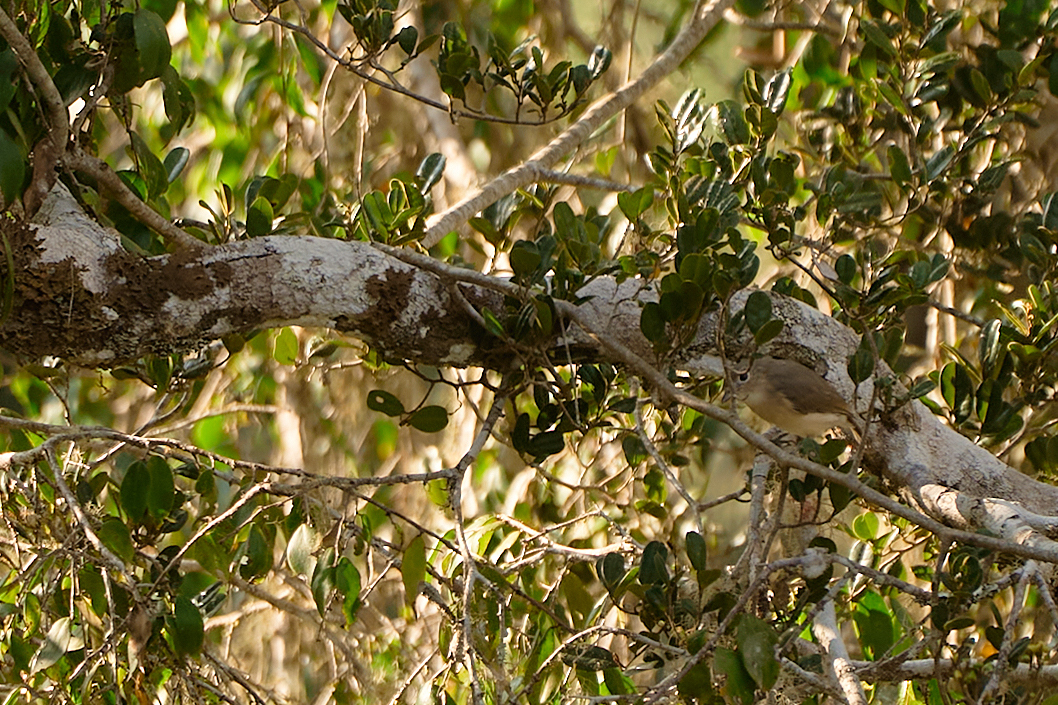 Red-tailed Newtonia illustration