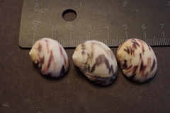 Nerita peloronta