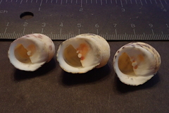 Nerita peloronta