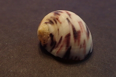 Nerita peloronta