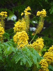 Cenostigma pluviosum