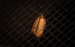 Hoplomorpha caminodes