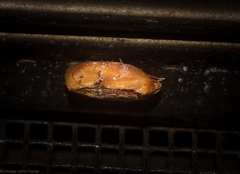 Hoplomorpha caminodes