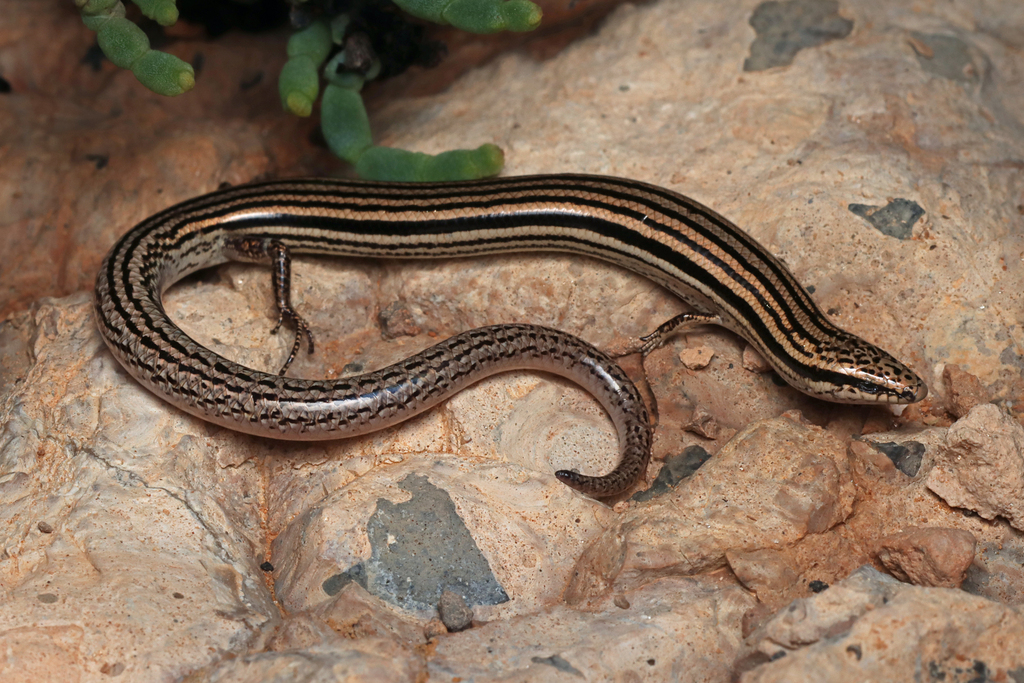 Southern Slider