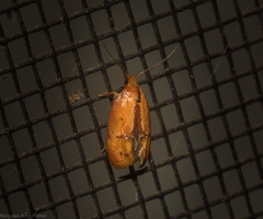 Hoplomorpha caminodes