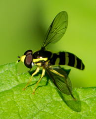 Xanthogramma flavipes