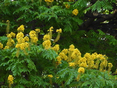 Cenostigma pluviosum