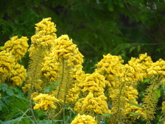 Cenostigma pluviosum