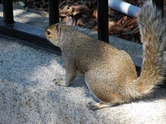 Sciurus carolinensis