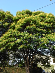 Cenostigma pluviosum