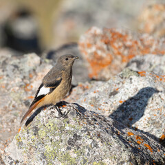 White-Winged Redstart photo 2