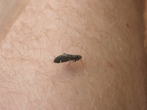 Spruce Needleworm Moth photo 2