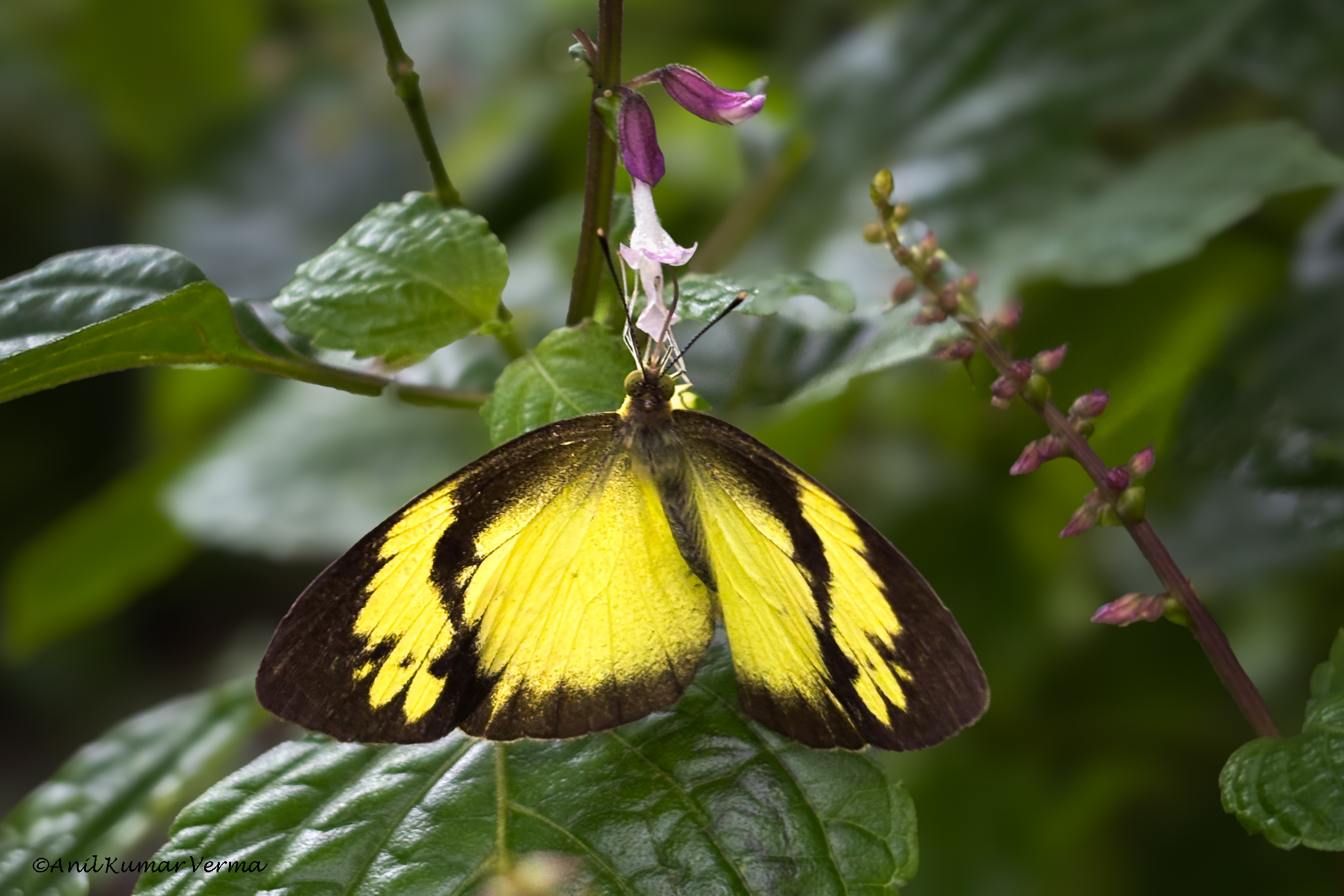 Yellow Orange-Tip
