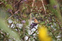 Vanessa cardui