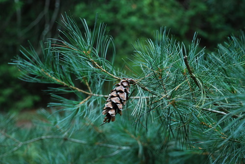 Hunnewell pine