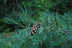 Pinus × hunnewellii