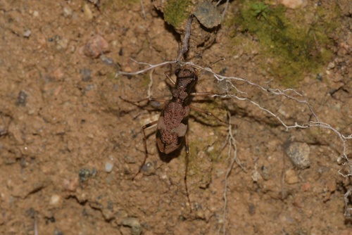 Pronyssiformia excoffieri