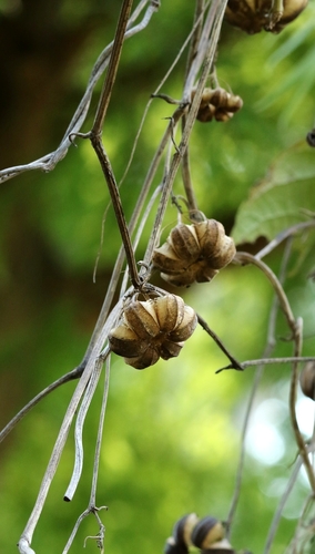Indian Birthwort (Aristolochia acuminata)