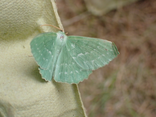 Large Emerald, Schiermonnikoog, Niederlande, photo 4 of 10