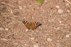 Vanessa cardui