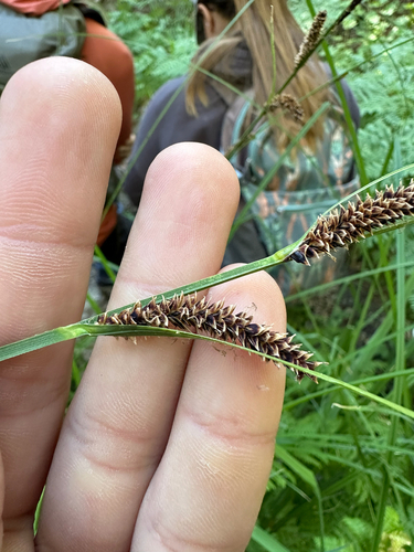 iNaturalist observation photo of western rough sedge