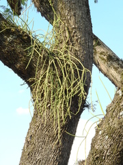Rhipsalis baccifera