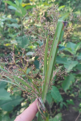 Cyperus renschii