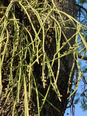 Rhipsalis baccifera