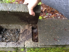 Batrachoseps wrighti