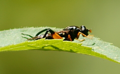 Chalcosyrphus curvaria