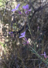 Hesperidanthus linearifolius