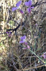 Hesperidanthus linearifolius