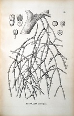 Rhipsalis baccifera