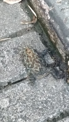 Duttaphrynus melanostictus