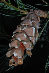 Pinus × hunnewellii