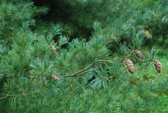 Pinus × hunnewellii