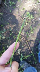 Rottboellia cochinchinensis