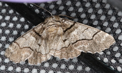 Hypobapta diffundens